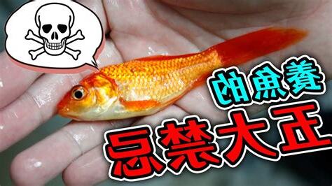 養 鬥 魚 禁忌